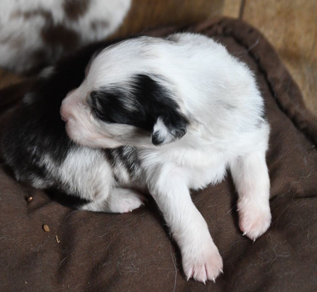 des Rêves d'Eole - Chiot disponible  - Berger Australien